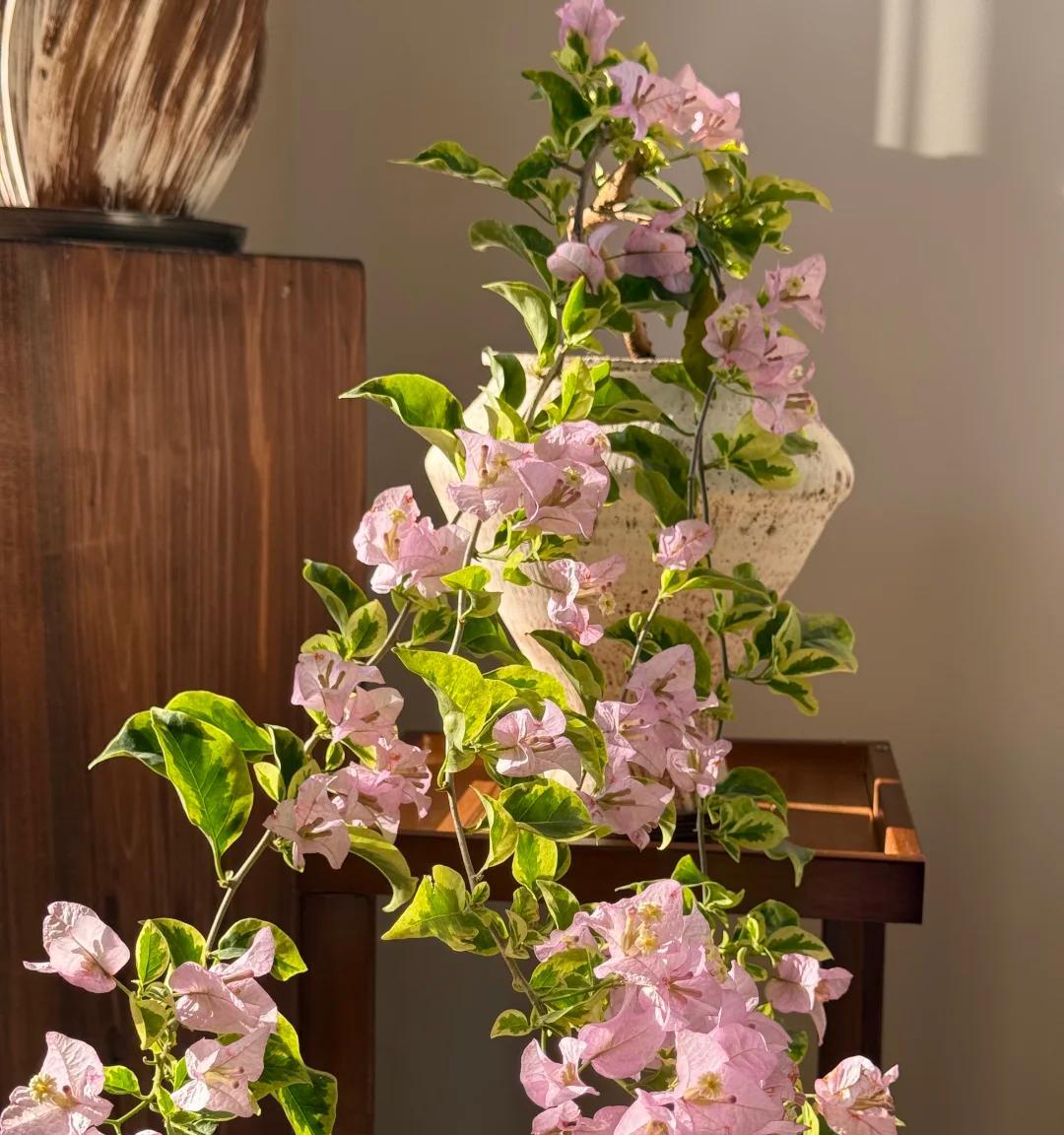 广东一男子，用一根铝钱把三角梅养成“艺术品”：牛，造型美爆了