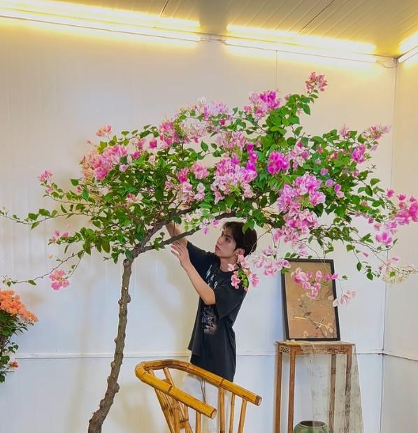 广东一男子，用一根铝钱把三角梅养成“艺术品”：牛，造型美爆了