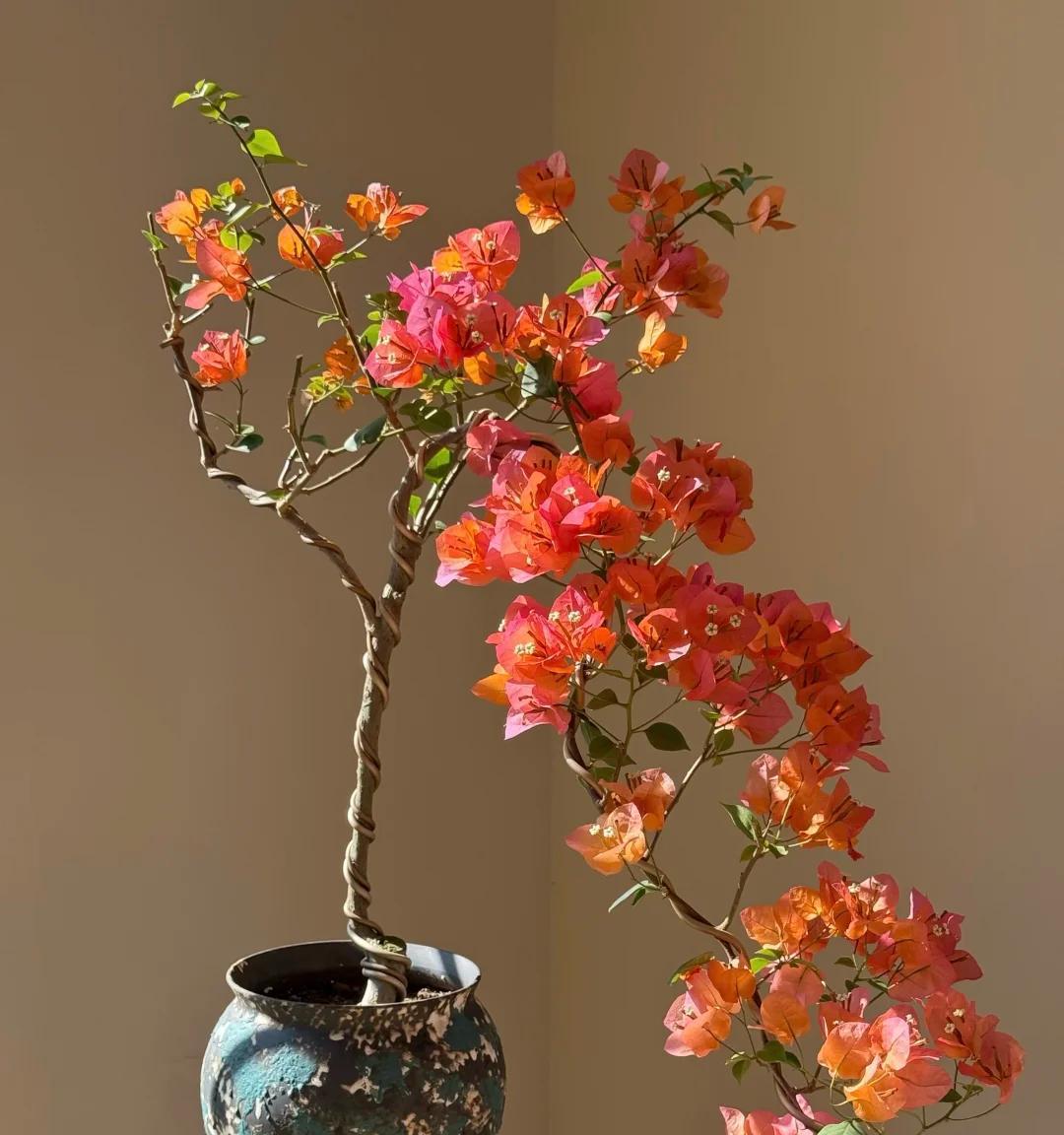 广东一男子，用一根铝钱把三角梅养成“艺术品”：牛，造型美爆了