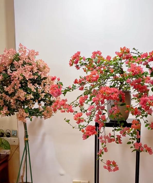 广东一男子，用一根铝钱把三角梅养成“艺术品”：牛，造型美爆了