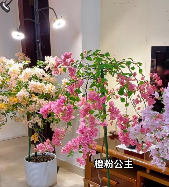 广东一男子，用一根铝钱把三角梅养成“艺术品”：牛，造型美爆了