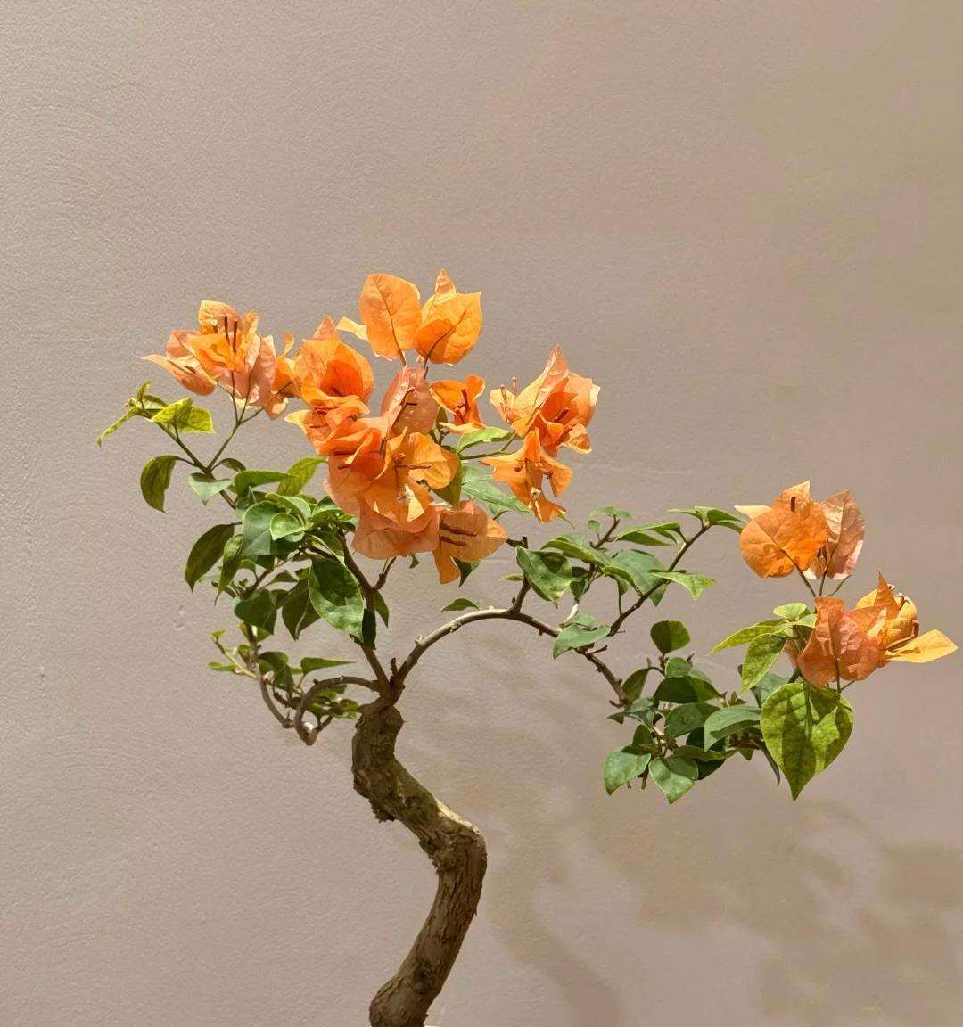 广东一男子，用一根铝钱把三角梅养成“艺术品”：牛，造型美爆了