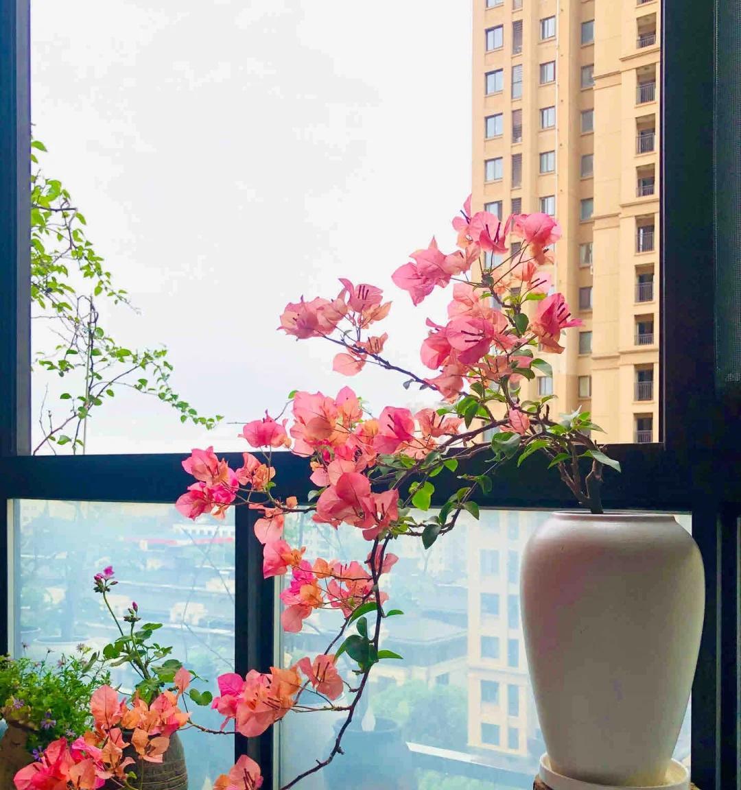 广东一男子，用一根铝钱把三角梅养成“艺术品”：牛，造型美爆了