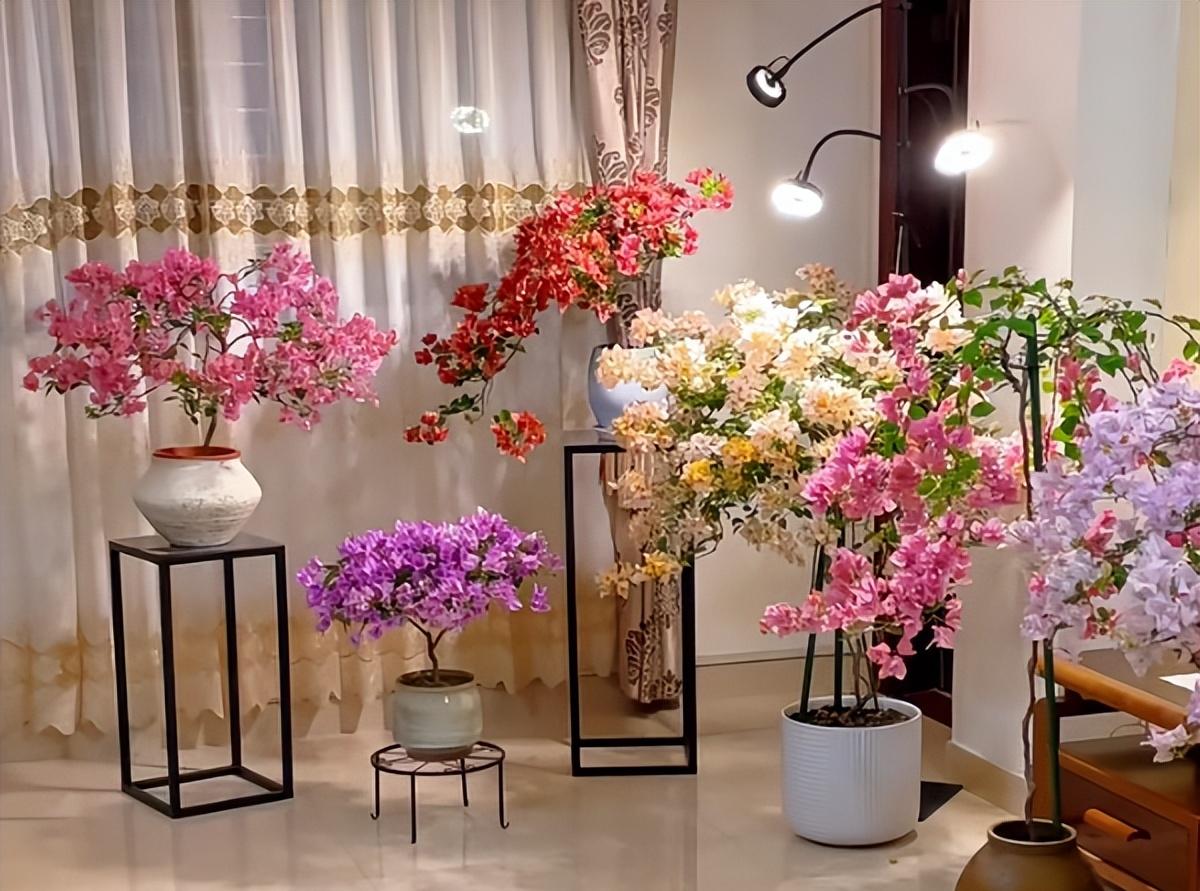 广东一男子，用一根铝钱把三角梅养成“艺术品”：牛，造型美爆了