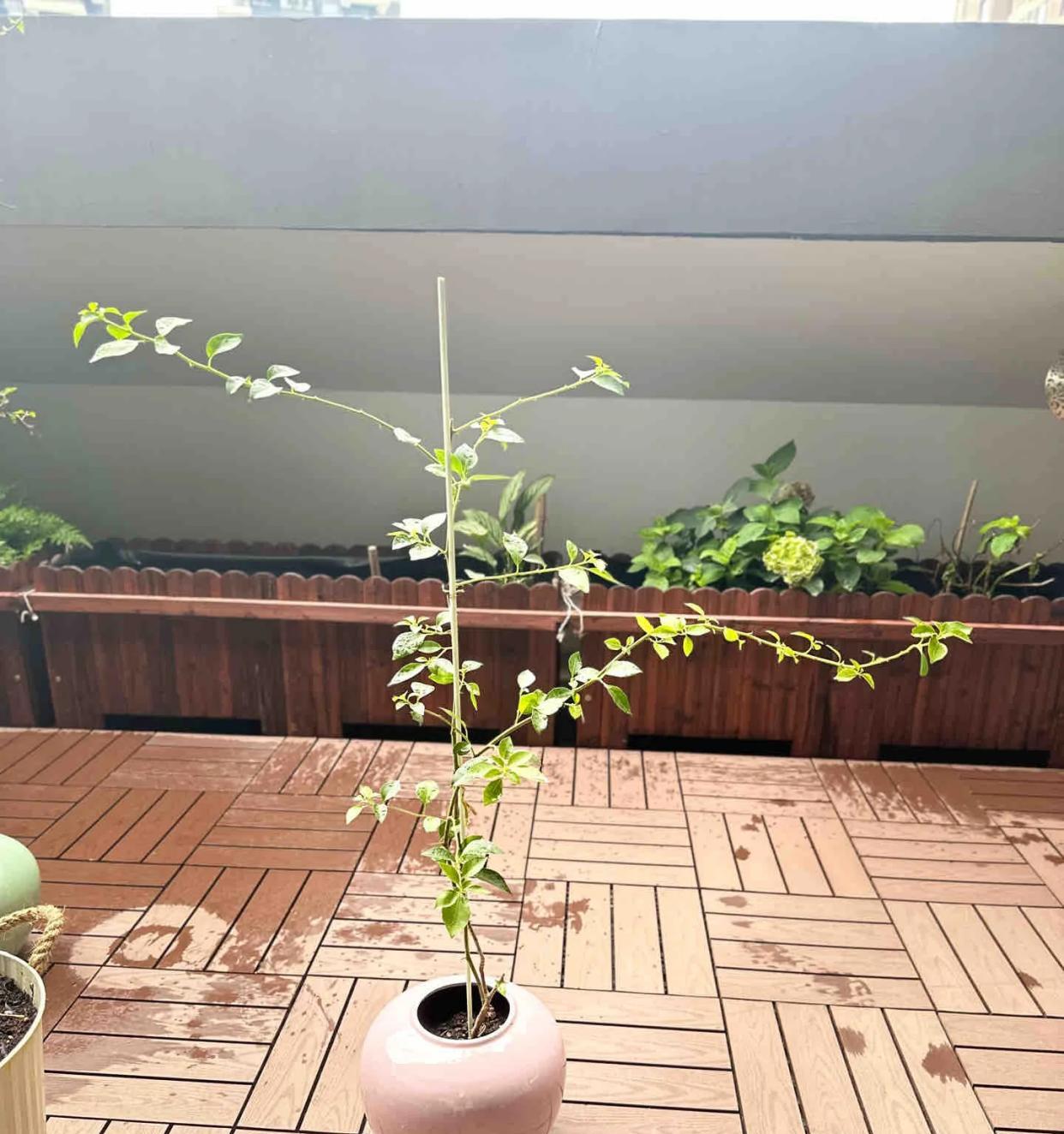 广东一男子，用一根铝钱把三角梅养成“艺术品”：牛，造型美爆了