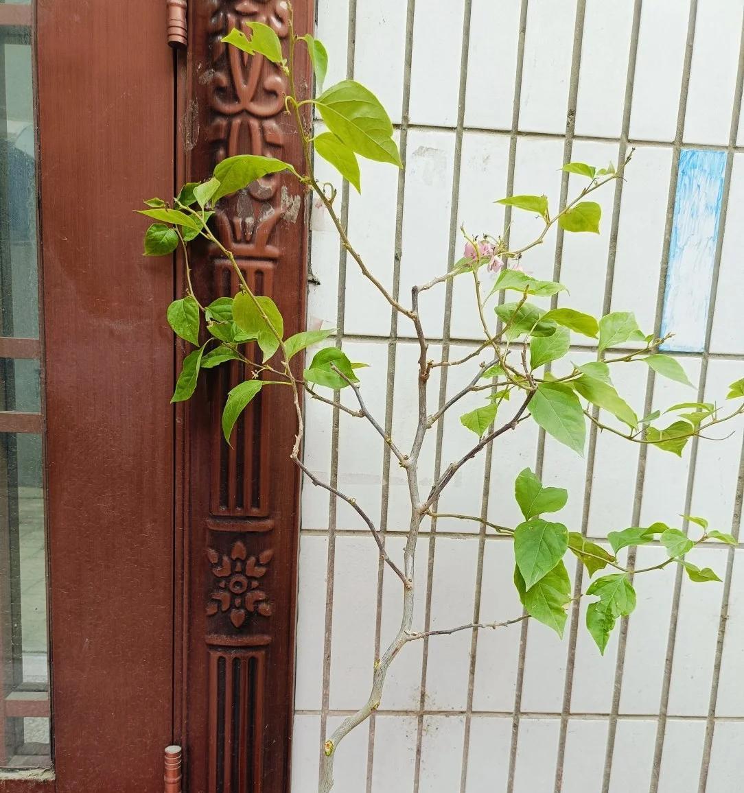 广东一男子，用一根铝钱把三角梅养成“艺术品”：牛，造型美爆了