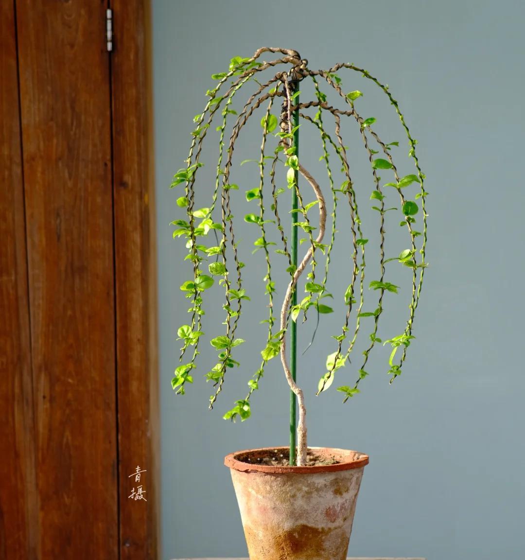 广东一男子，用一根铝钱把三角梅养成“艺术品”：牛，造型美爆了