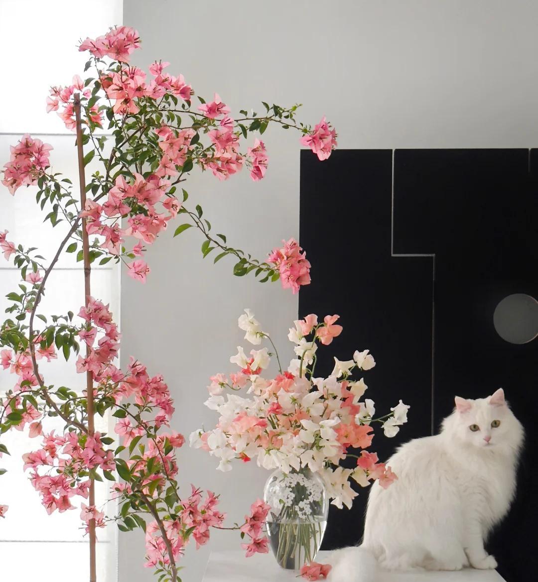 广东一男子，用一根铝钱把三角梅养成“艺术品”：牛，造型美爆了