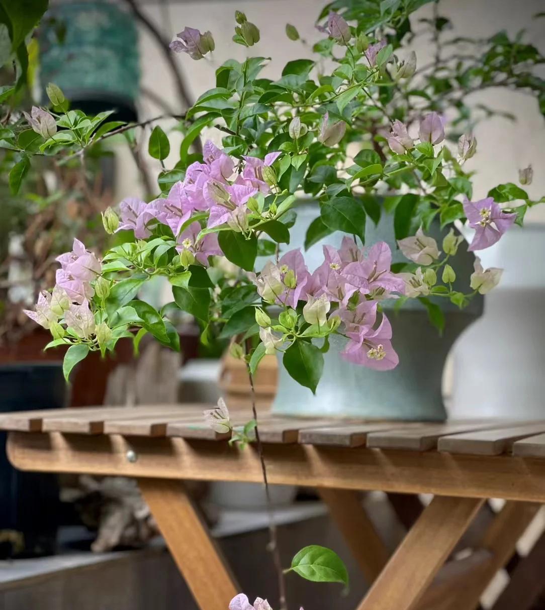 广东一男子，用一根铝钱把三角梅养成“艺术品”：牛，造型美爆了