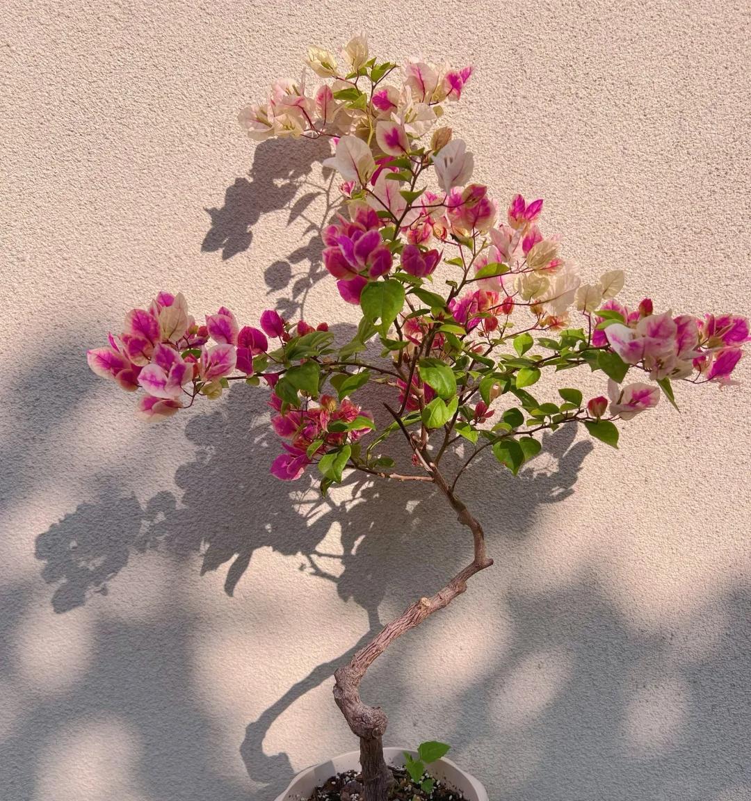 广东一男子，用一根铝钱把三角梅养成“艺术品”：牛，造型美爆了