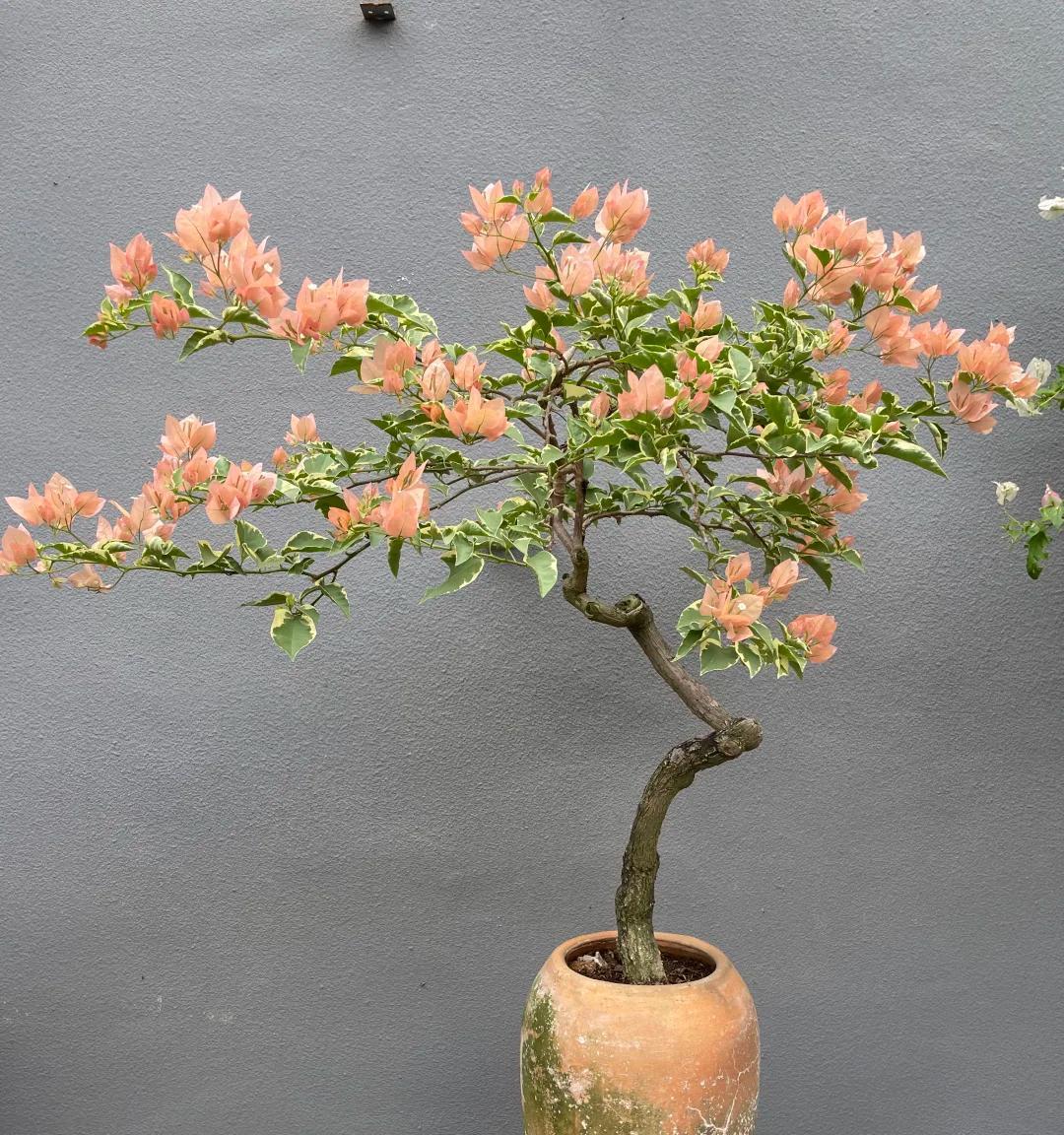 广东一男子，用一根铝钱把三角梅养成“艺术品”：牛，造型美爆了