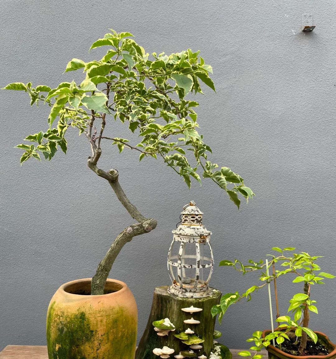 广东一男子，用一根铝钱把三角梅养成“艺术品”：牛，造型美爆了