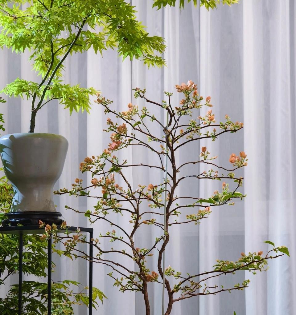 广东一男子，用一根铝钱把三角梅养成“艺术品”：牛，造型美爆了