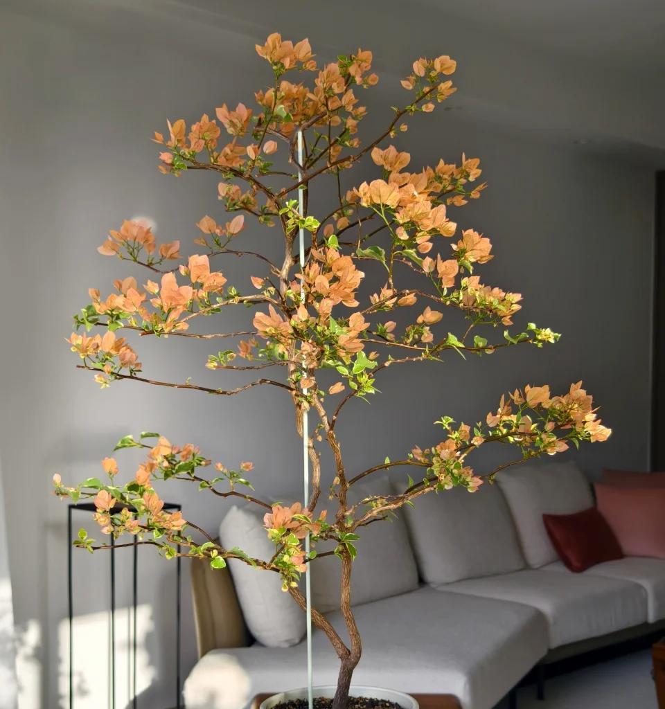 广东一男子，用一根铝钱把三角梅养成“艺术品”：牛，造型美爆了