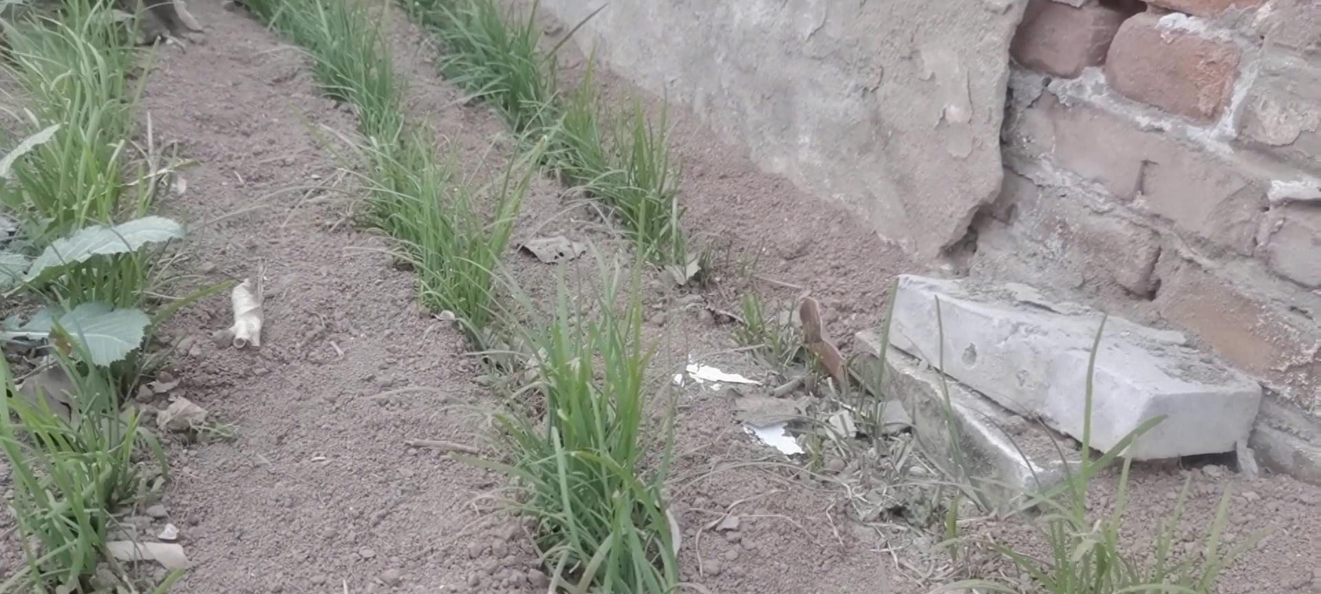 种植的韭菜,天气冷了不要割了,要不然明年根本长不好