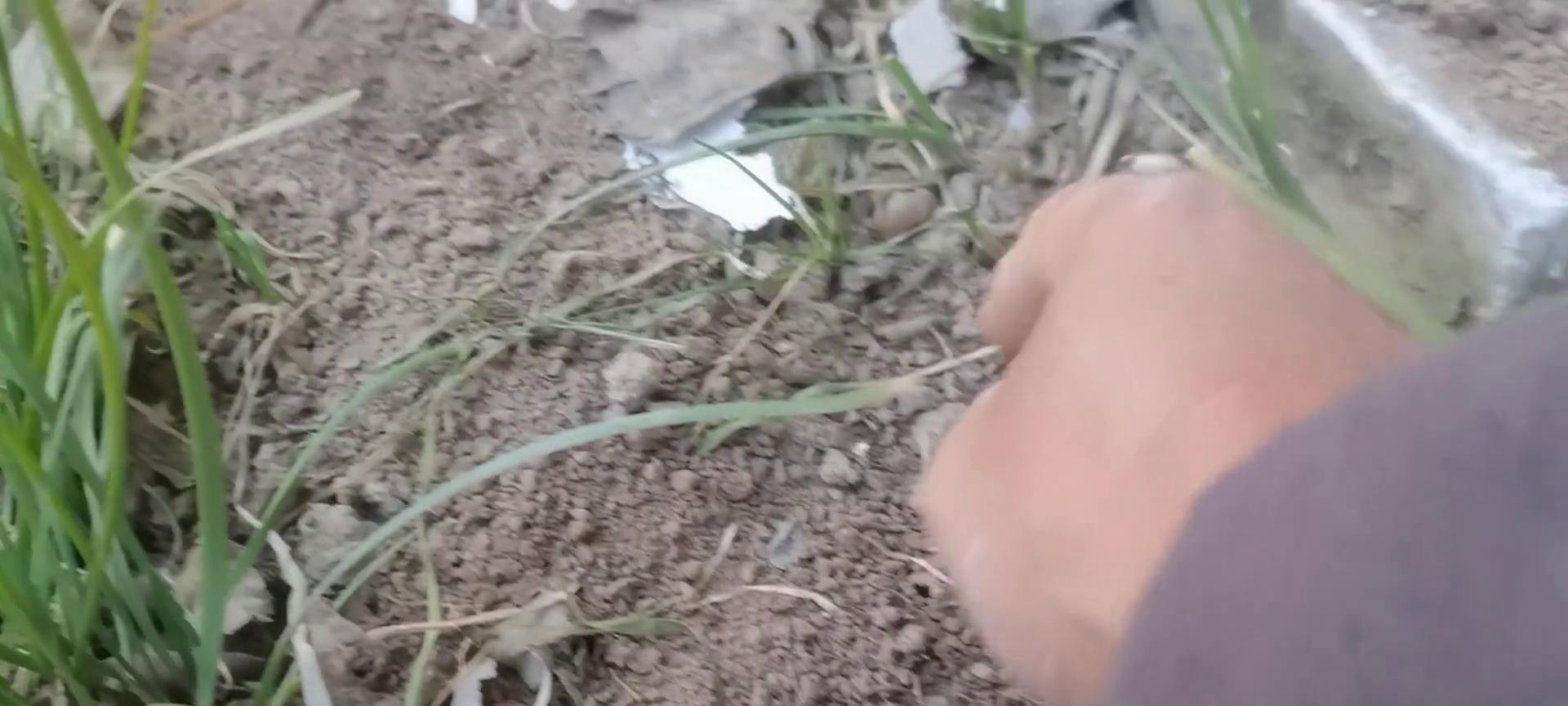 种植的韭菜，天气冷了不要割了，要不然明年根本长不好