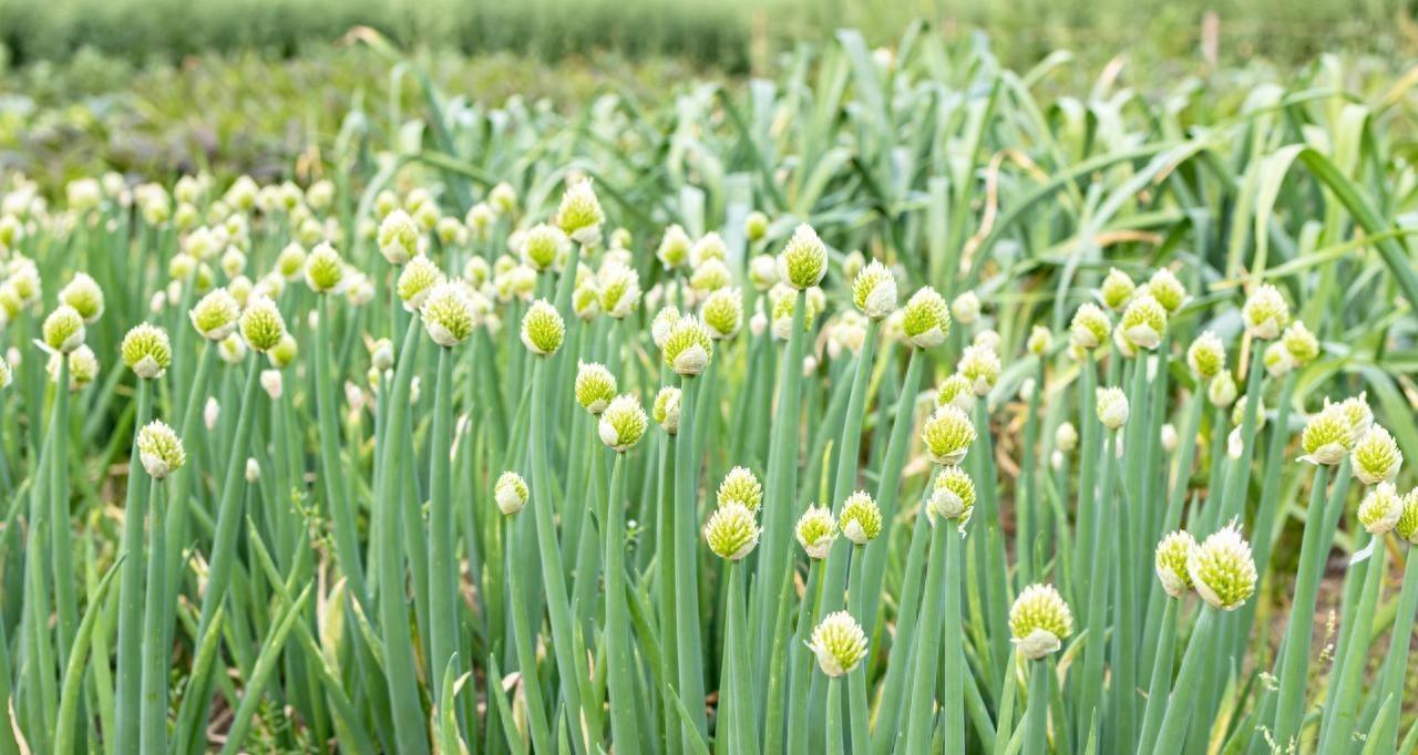 哪些蔬菜可用陈种子？哪些要用新种子？哪些要育苗？哪些能直接种