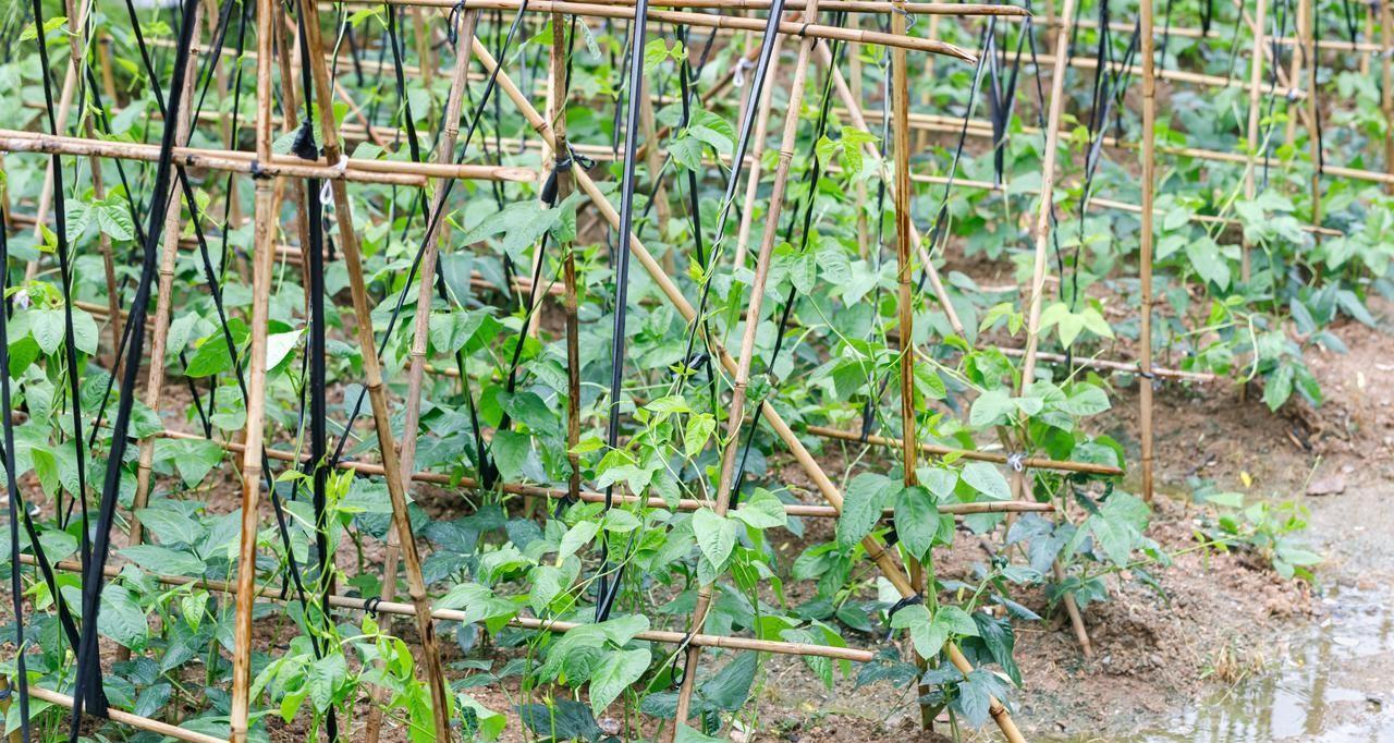 哪些蔬菜可用陈种子？哪些要用新种子？哪些要育苗？哪些能直接种