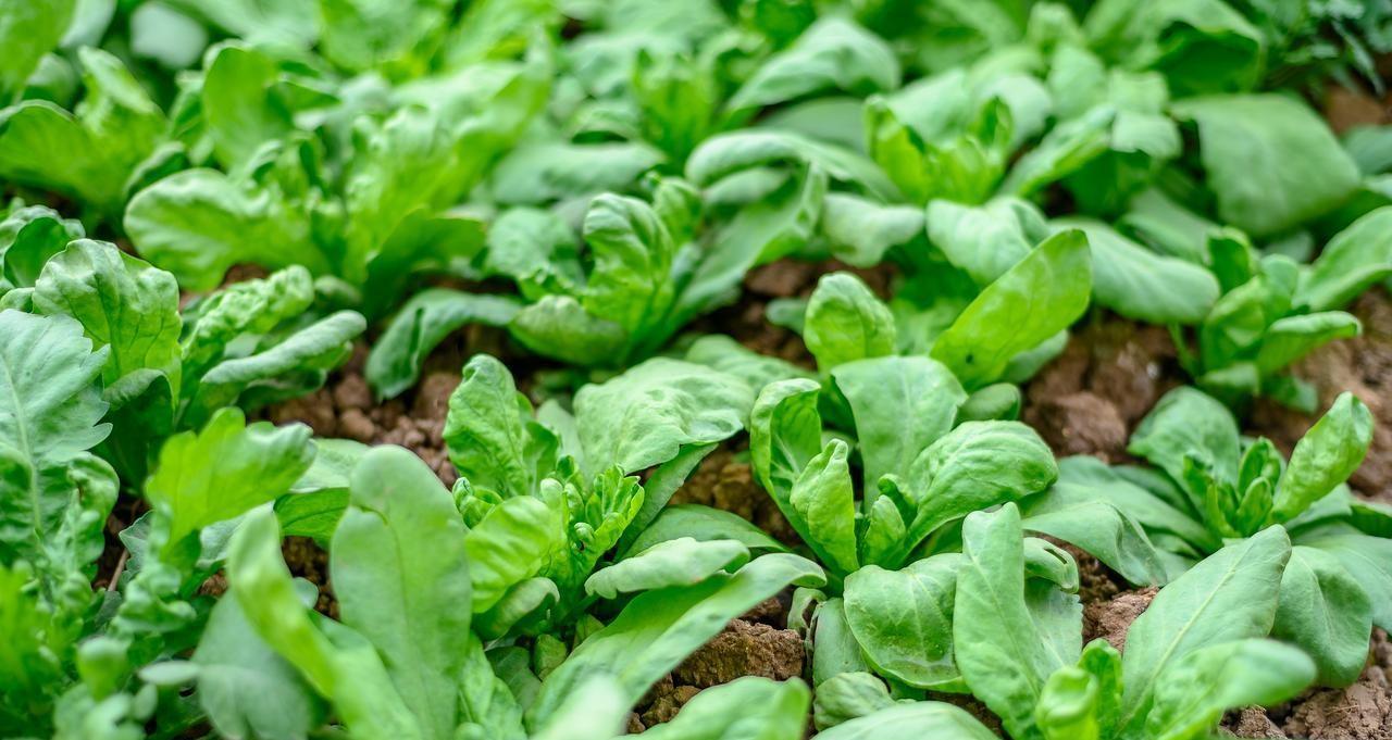 哪些蔬菜可用陈种子？哪些要用新种子？哪些要育苗？哪些能直接种