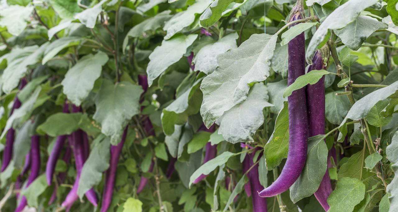 哪些蔬菜可用陈种子？哪些要用新种子？哪些要育苗？哪些能直接种