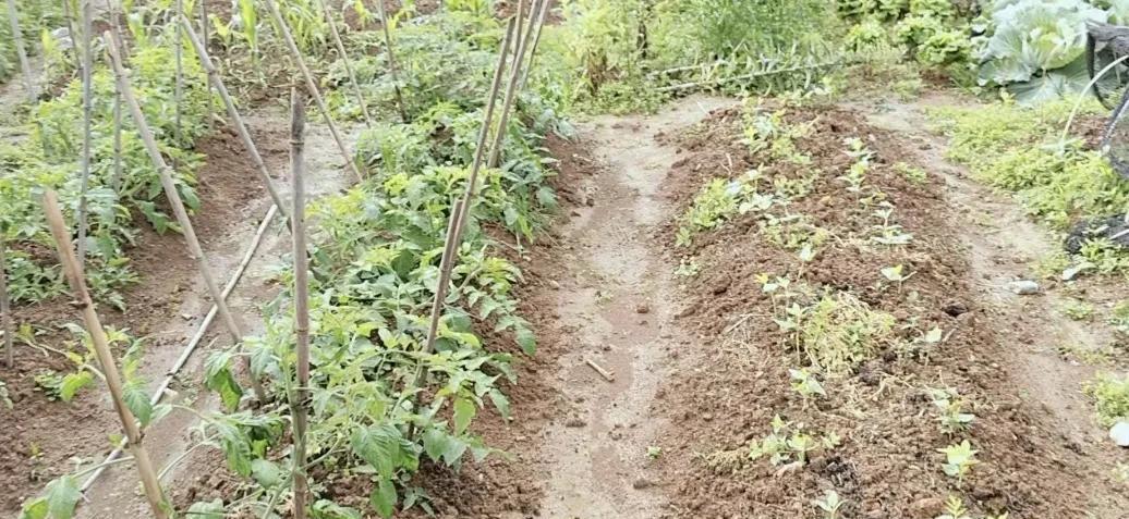 种菜、养鸡、独处不社交，最舒适的老年生活，没有之一