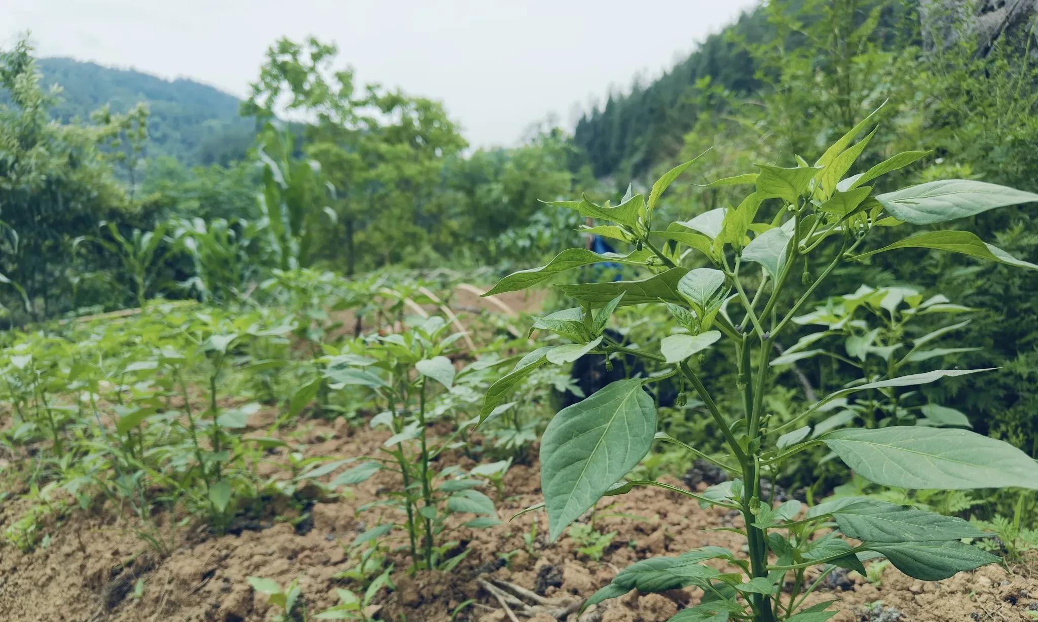 种菜、养鸡、独处不社交，最舒适的老年生活，没有之一