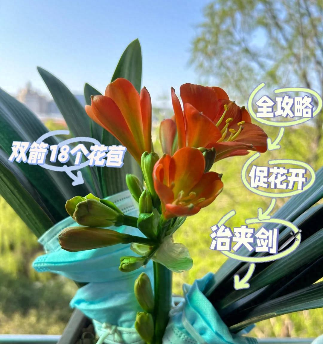 男子养君子兰15年，终发现“散射光+大温差”，是年年复花的秘籍