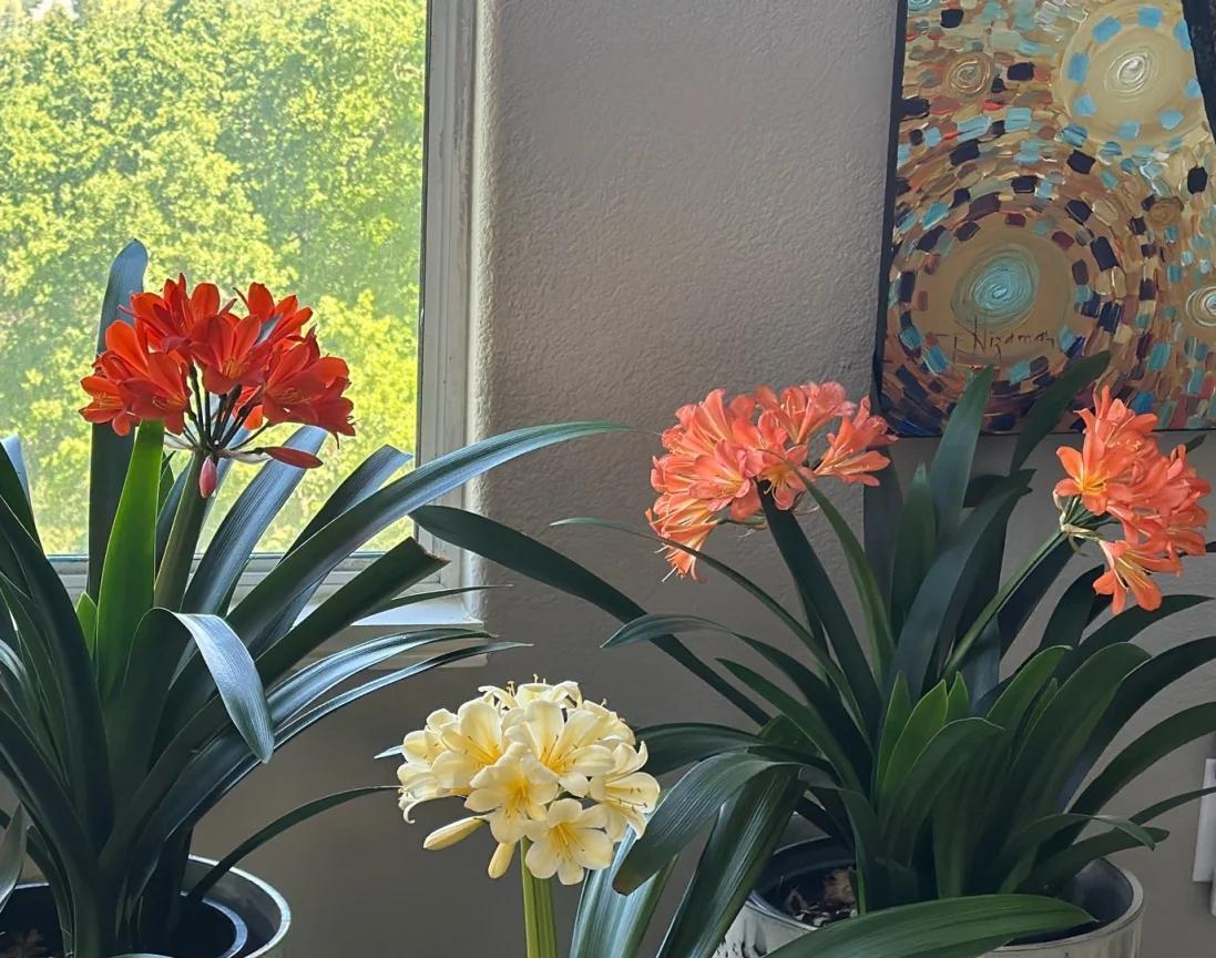 男子养君子兰15年，终发现“散射光+大温差”，是年年复花的秘籍