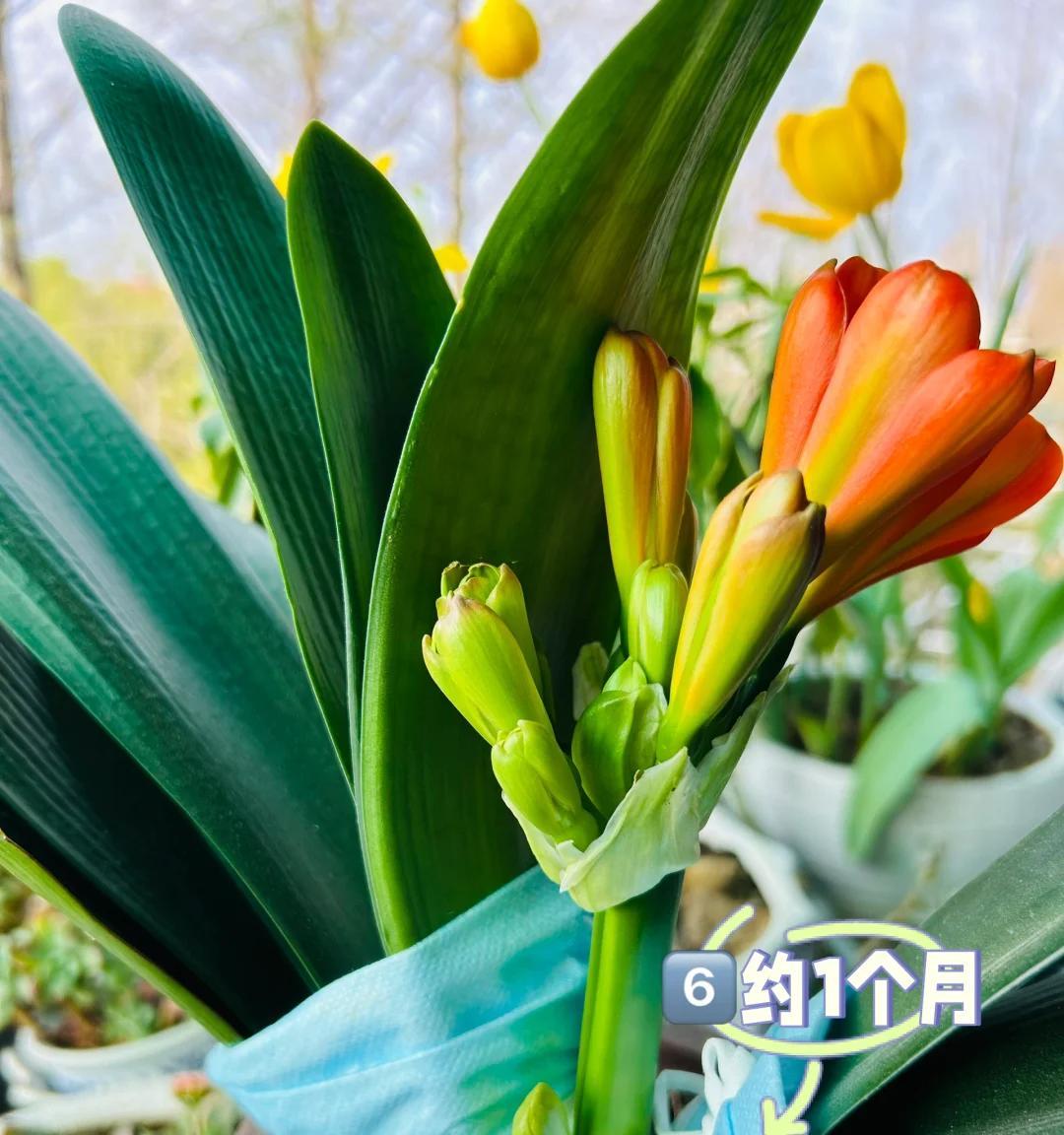 男子养君子兰15年，终发现“散射光+大温差”，是年年复花的秘籍