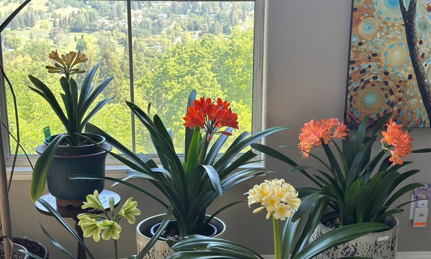 男子养君子兰15年，终发现“散射光+大温差”，是年年复花的秘籍