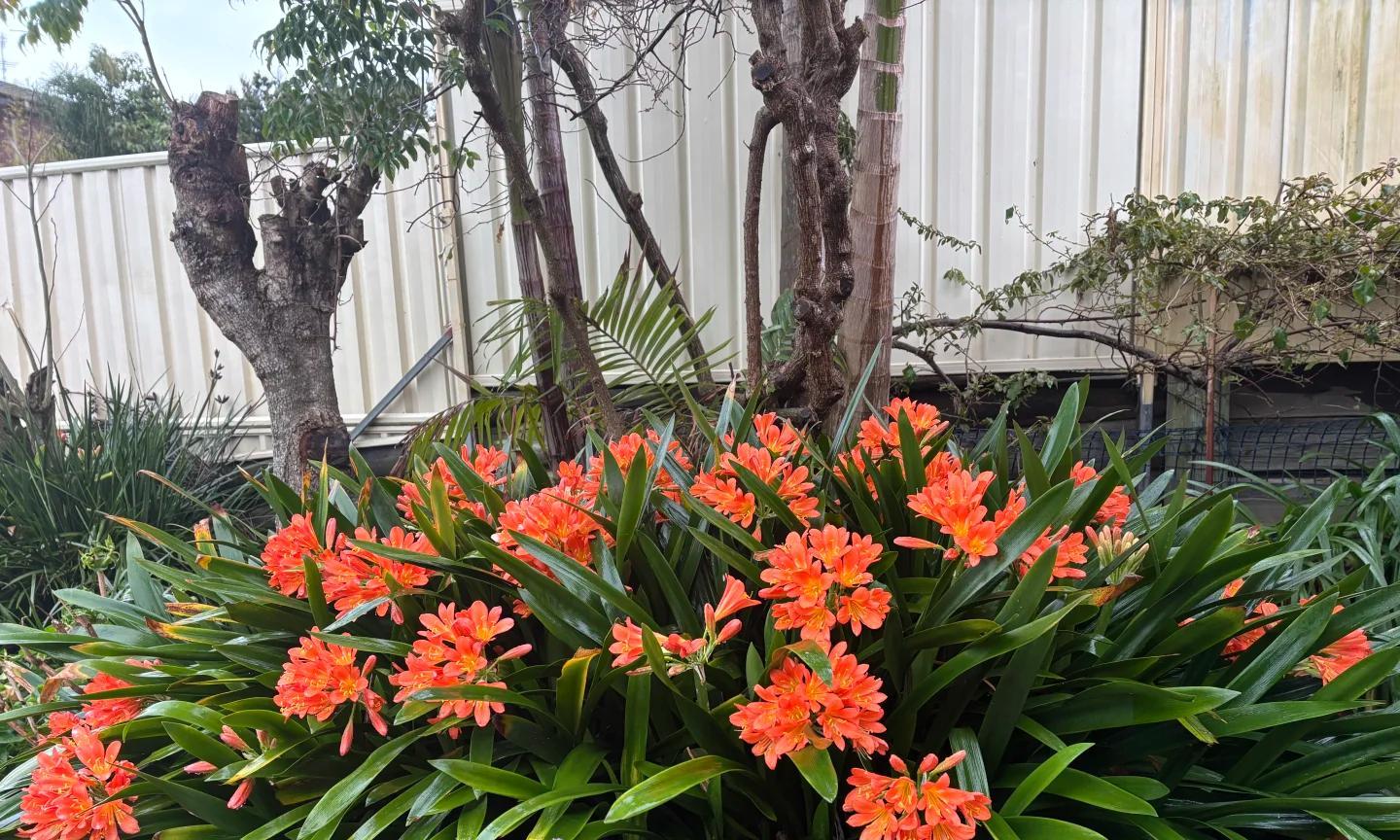 男子养君子兰15年，终发现“散射光+大温差”，是年年复花的秘籍