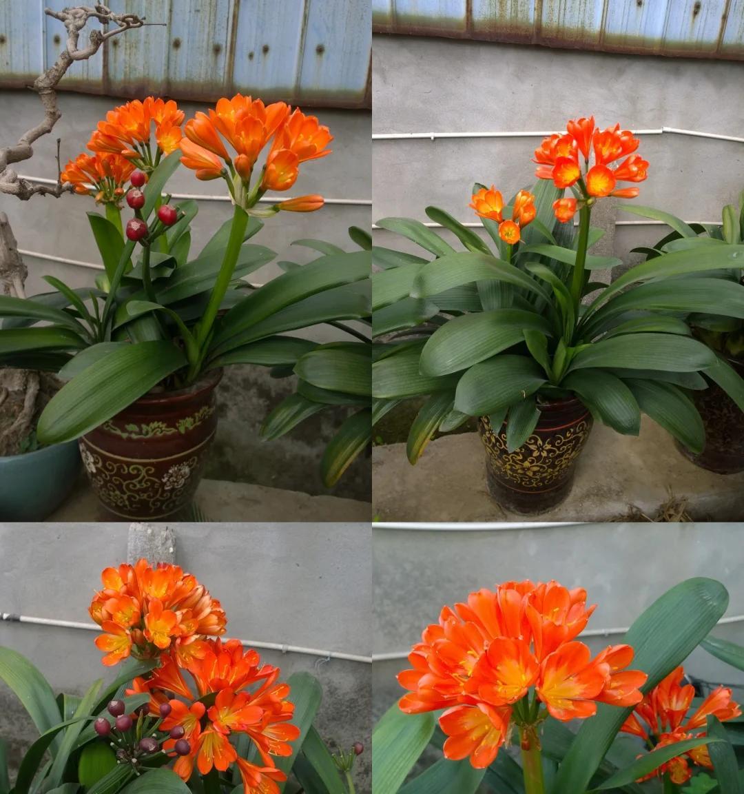 男子养君子兰15年，终发现“散射光+大温差”，是年年复花的秘籍