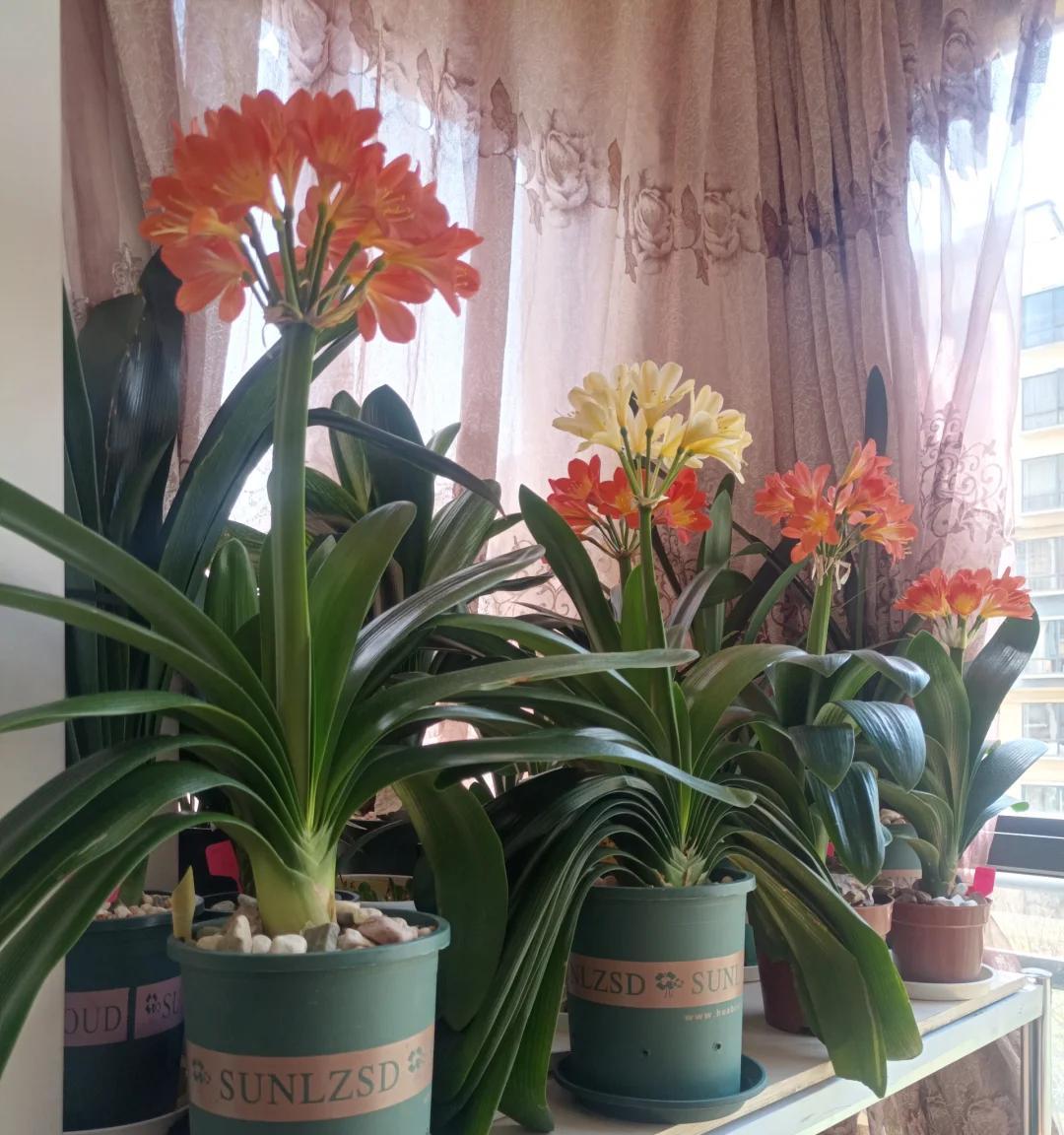 男子养君子兰15年，终发现“散射光+大温差”，是年年复花的秘籍