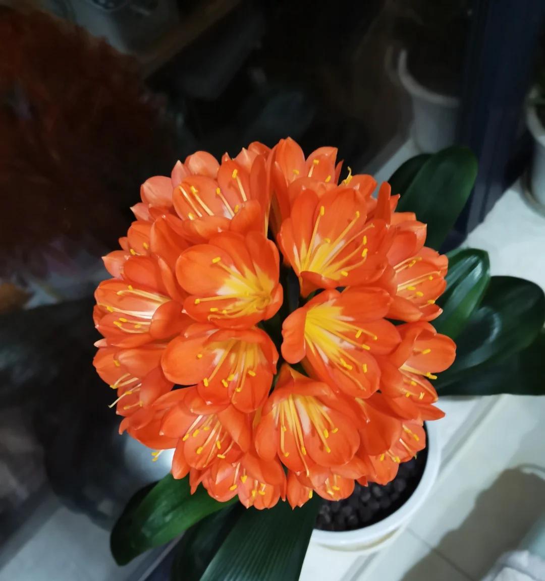 男子养君子兰15年，终发现“散射光+大温差”，是年年复花的秘籍