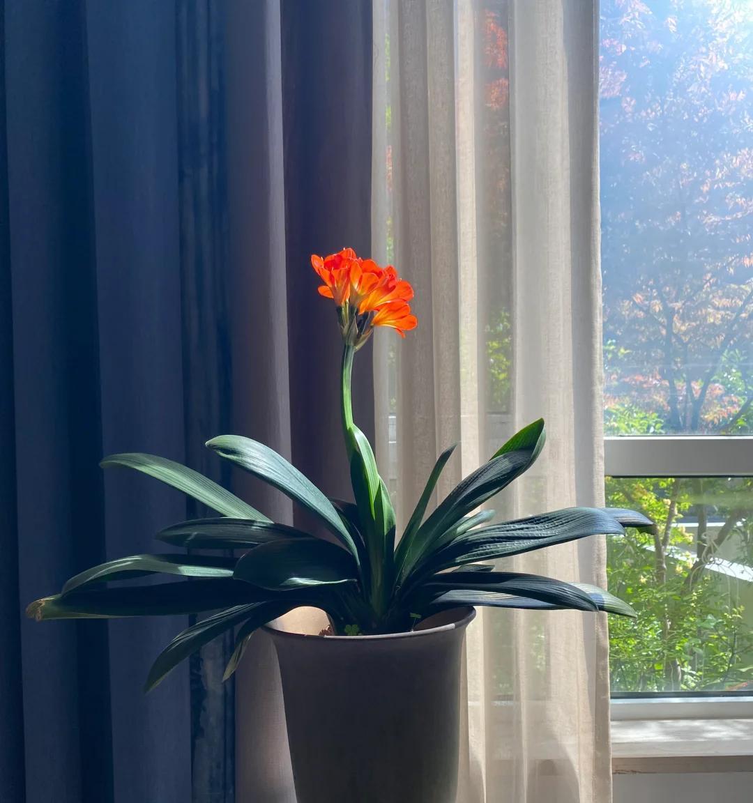 男子养君子兰15年，终发现“散射光+大温差”，是年年复花的秘籍