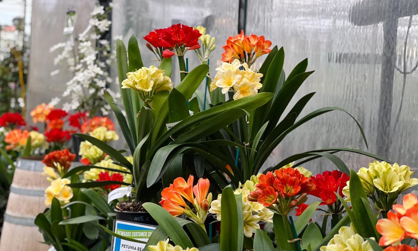 男子养君子兰15年，终发现“散射光+大温差”，是年年复花的秘籍