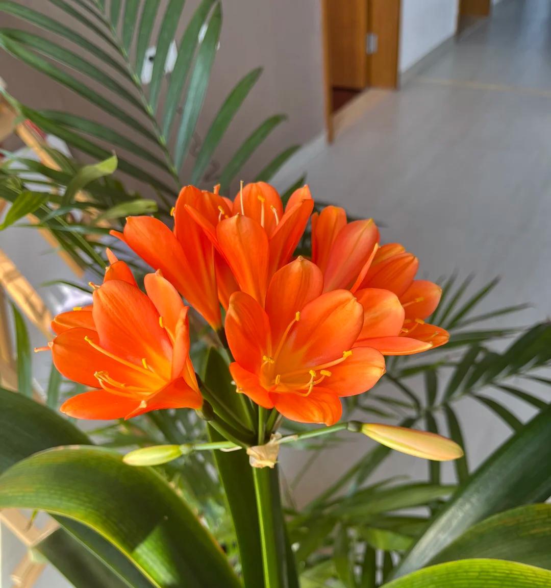 男子养君子兰15年，终发现“散射光+大温差”，是年年复花的秘籍