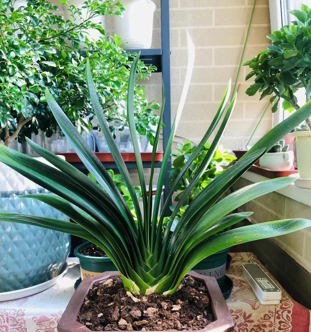 男子养君子兰15年，终发现“散射光+大温差”，是年年复花的秘籍