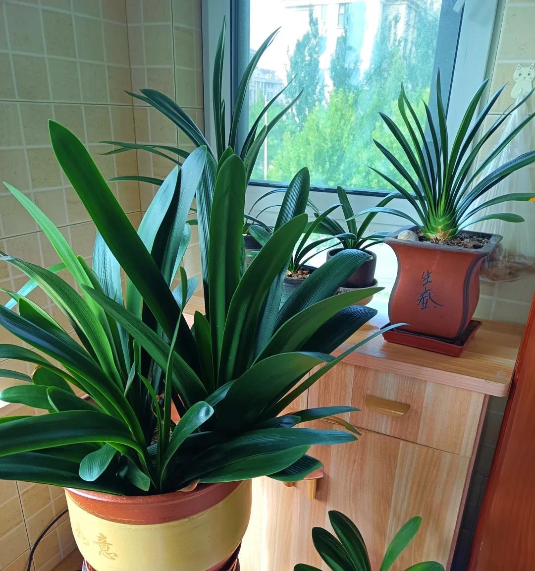 男子养君子兰15年，终发现“散射光+大温差”，是年年复花的秘籍