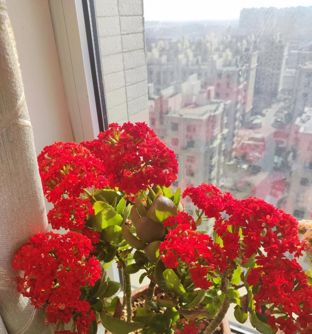 男子晒87岁老爸养的花，引上万人围观，好喜庆，网友：一看就有福