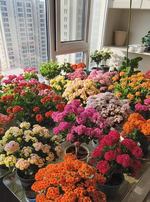 男子晒87岁老爸养的花，引上万人围观，好喜庆，网友：一看就有福