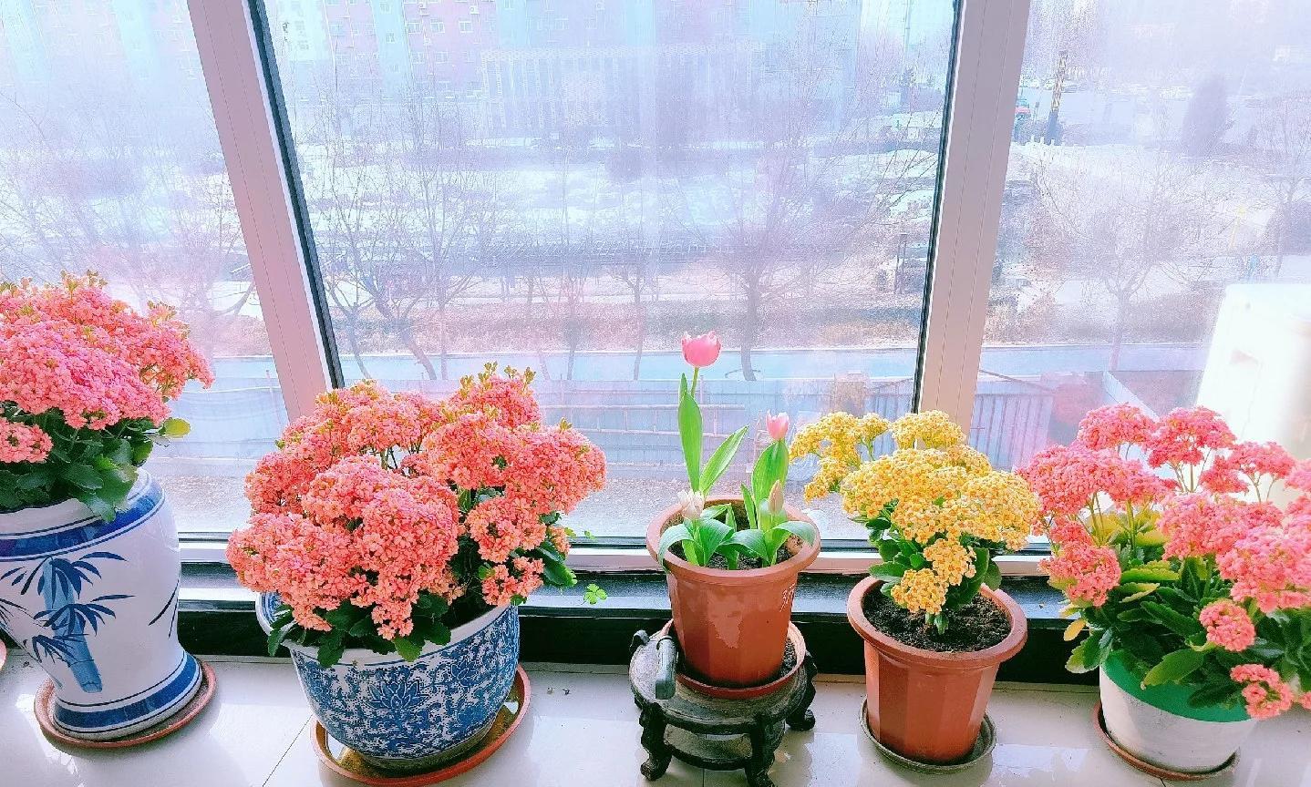 男子晒87岁老爸养的花，引上万人围观，好喜庆，网友：一看就有福