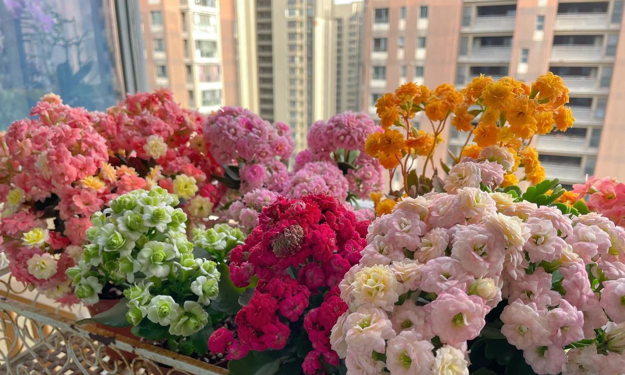 男子晒87岁老爸养的花，引上万人围观，好喜庆，网友：一看就有福