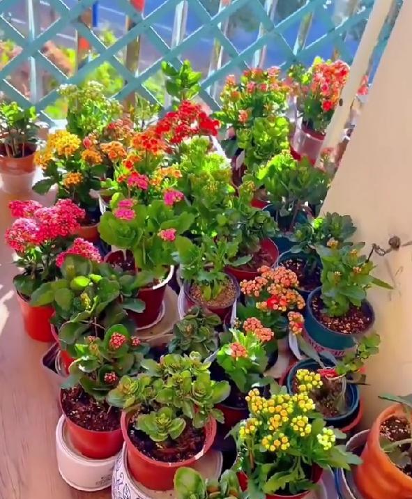 男子晒87岁老爸养的花，引上万人围观，好喜庆，网友：一看就有福