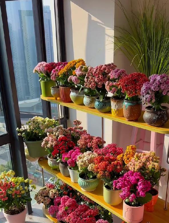 男子晒87岁老爸养的花，引上万人围观，好喜庆，网友：一看就有福