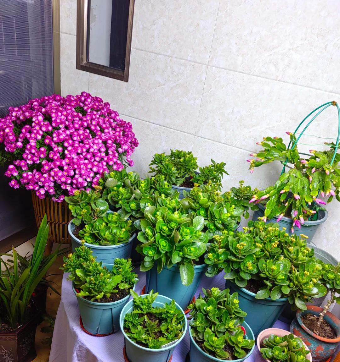 男子晒87岁老爸养的花，引上万人围观，好喜庆，网友：一看就有福