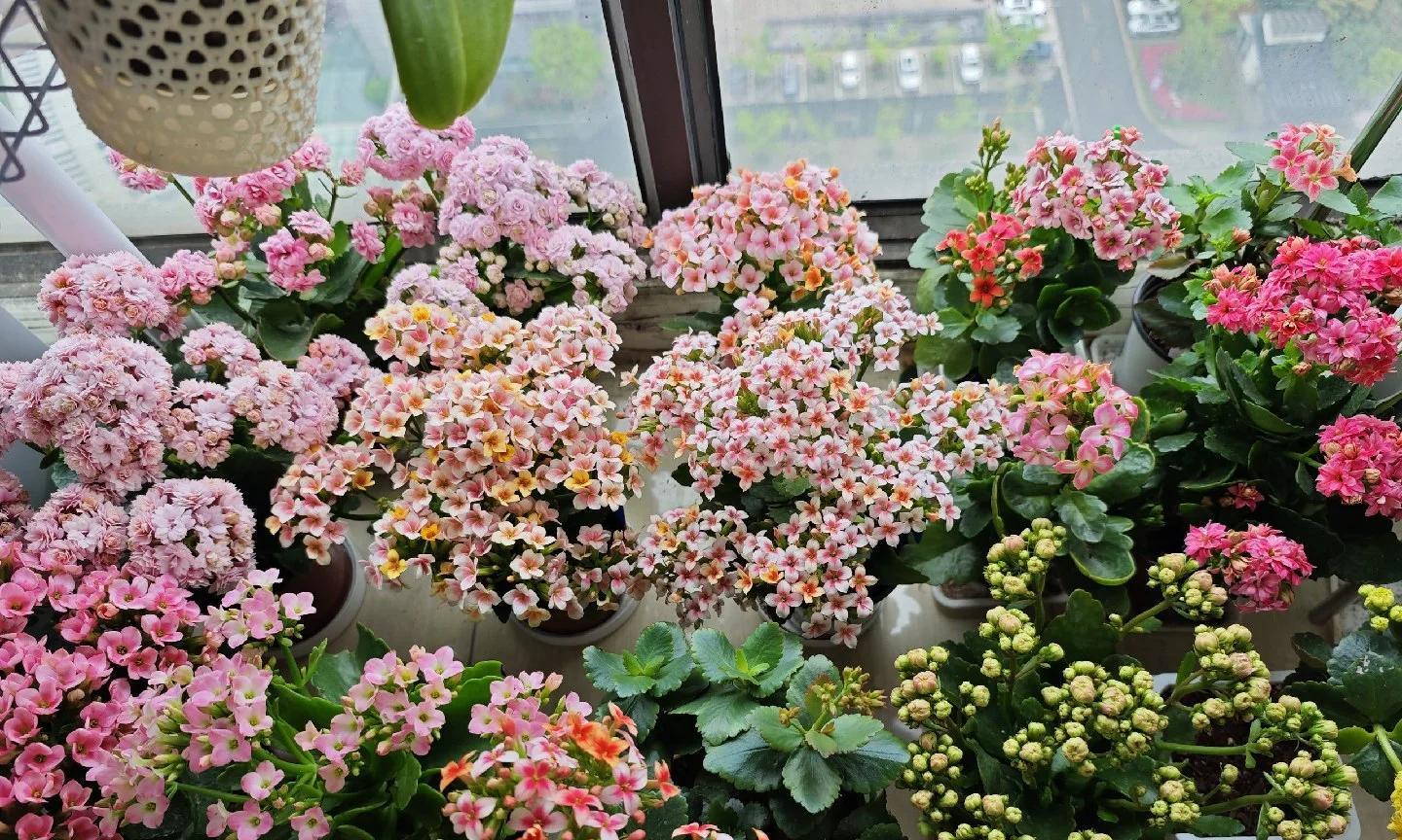 男子晒87岁老爸养的花，引上万人围观，好喜庆，网友：一看就有福