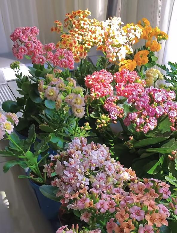 男子晒87岁老爸养的花，引上万人围观，好喜庆，网友：一看就有福