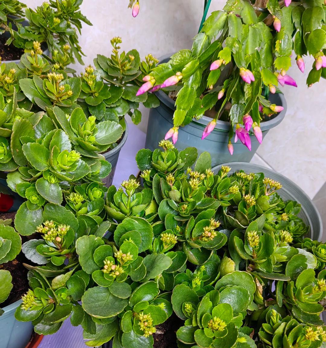 男子晒87岁老爸养的花，引上万人围观，好喜庆，网友：一看就有福