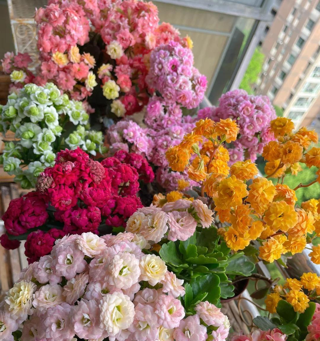 男子晒87岁老爸养的花，引上万人围观，好喜庆，网友：一看就有福